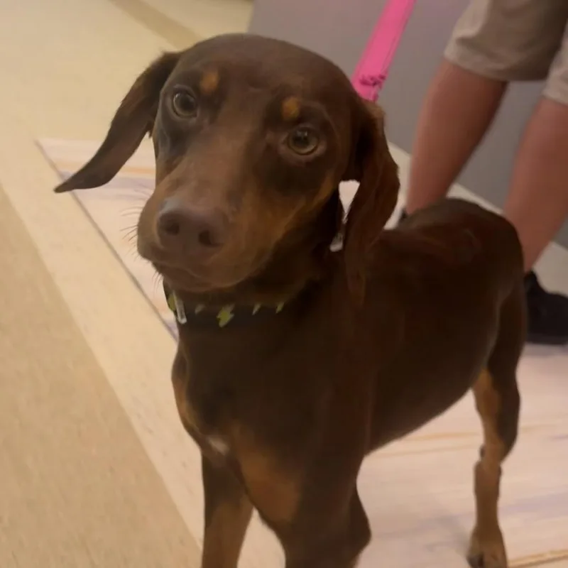 A baby small-sized male Brown / Chocolate Mixed Breed dog named Petey for adoption in Red House, WV