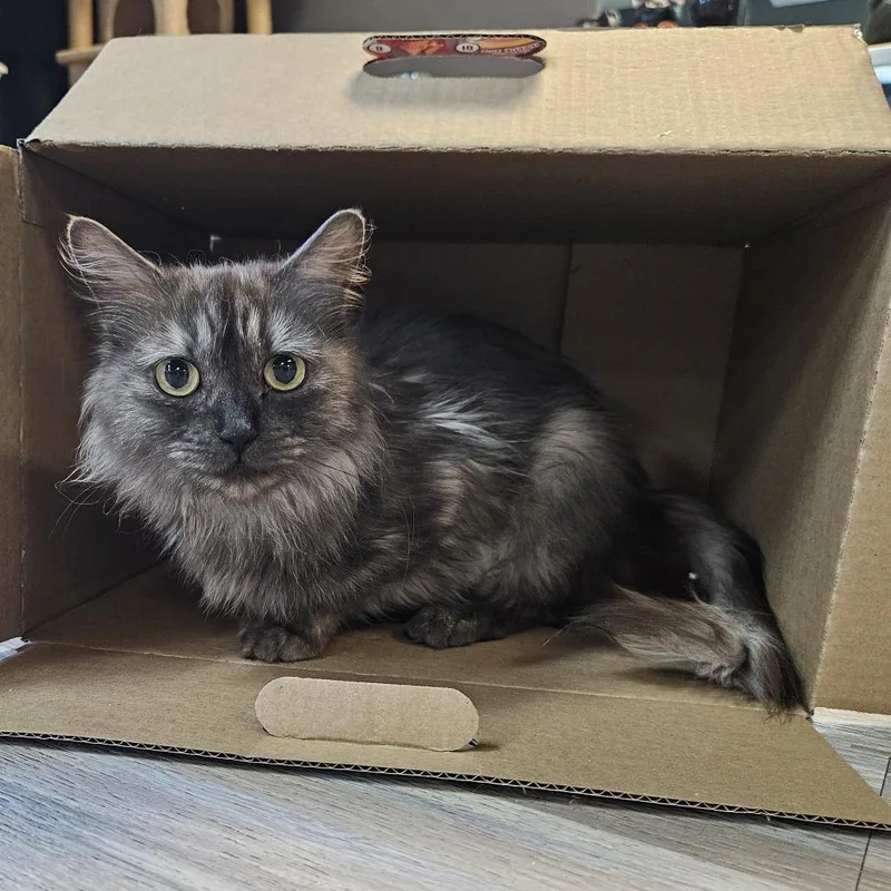 Mocha