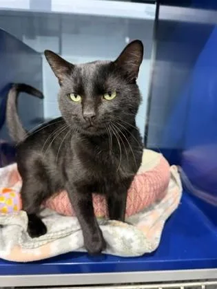 An adult medium-sized male Domestic Short Hair cat named Houdini for adoption in Port Allen, LA