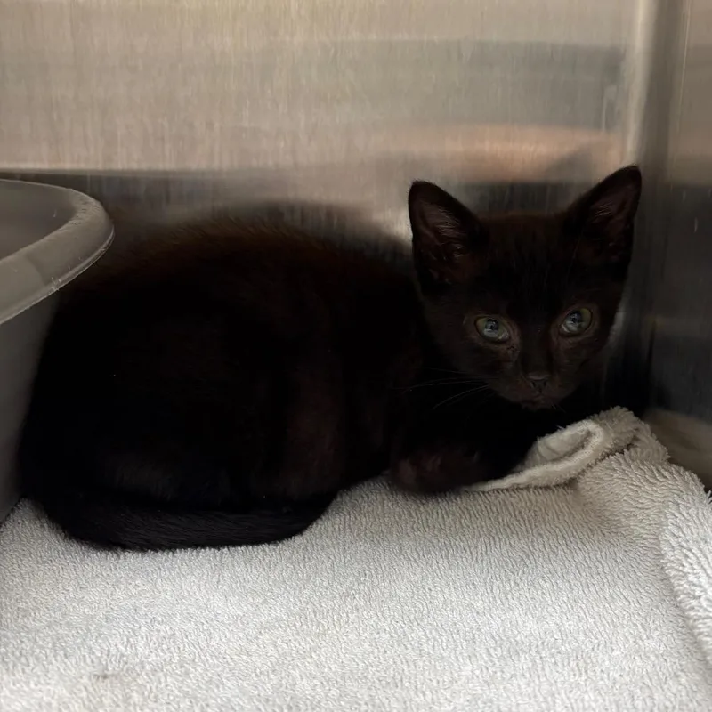 A baby small-sized female Black Domestic Short Hair cat named Spilled Latte for adoption in Morganton, NC