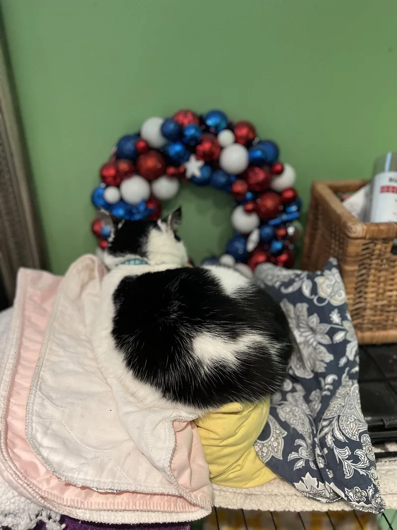 An adult large-sized male Black & White / Tuxedo Domestic Medium Hair cat named Albert Einstein for adoption in Philadelphia, PA