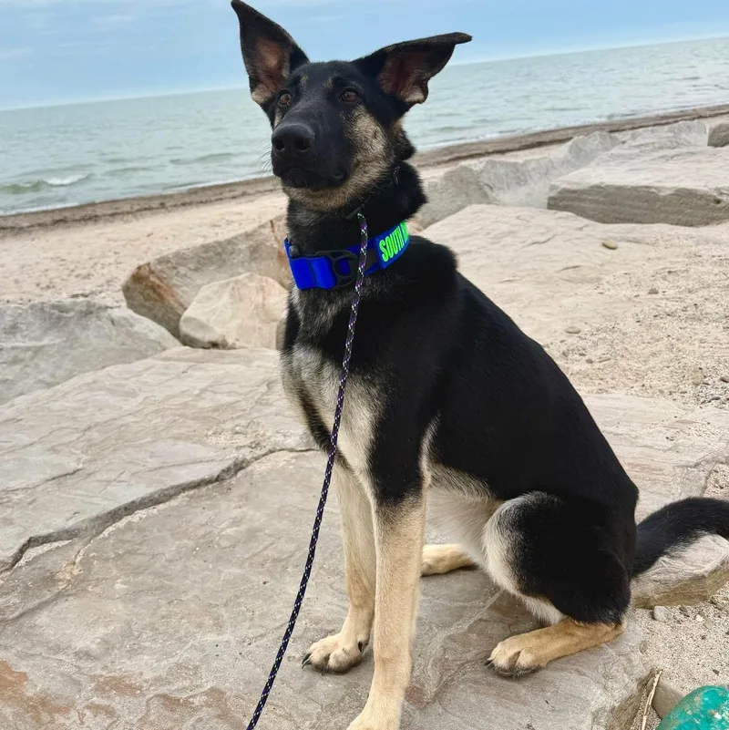 A young large-sized female Black German Shepherd Dog dog named Gladys for adoption in Painesville, OH