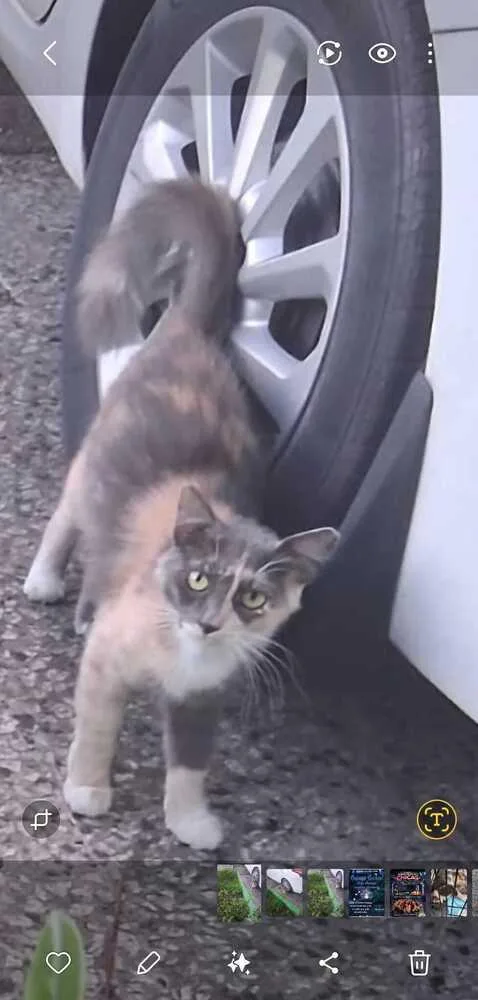 A young medium-sized female Gray / Blue / Silver Domestic Long Hair cat named Coralito for adoption in Naranjito, PR