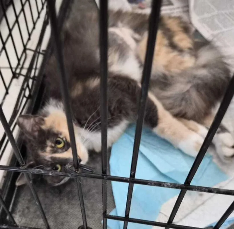 Coralito thumbnail 2