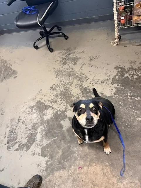 An adult large-sized female Rottweiler dog named Casia for adoption in Tallahassee, FL