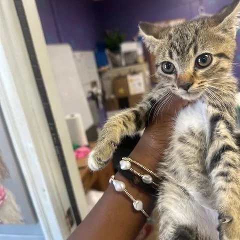 A baby small-sized male Gray / Blue / Silver Domestic Short Hair cat named Snoop for adoption in Enterprise, AL
