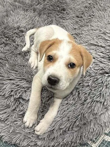 A baby small-sized male Great Pyrenees dog named Flapdoodle for adoption in Milton, DE