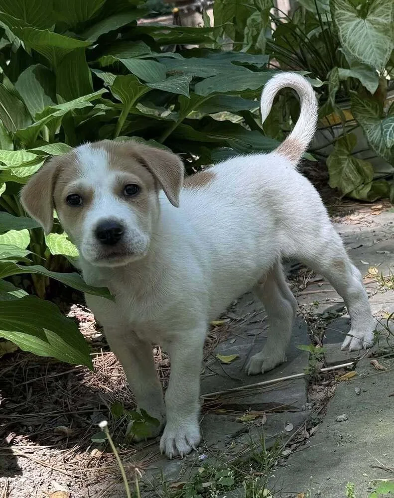 Flapdoodle thumbnail 2