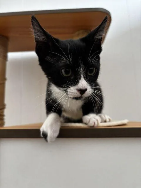 A baby medium-sized male Black & White / Tuxedo Tuxedo cat named Ozzy for adoption in Lafayette, LA