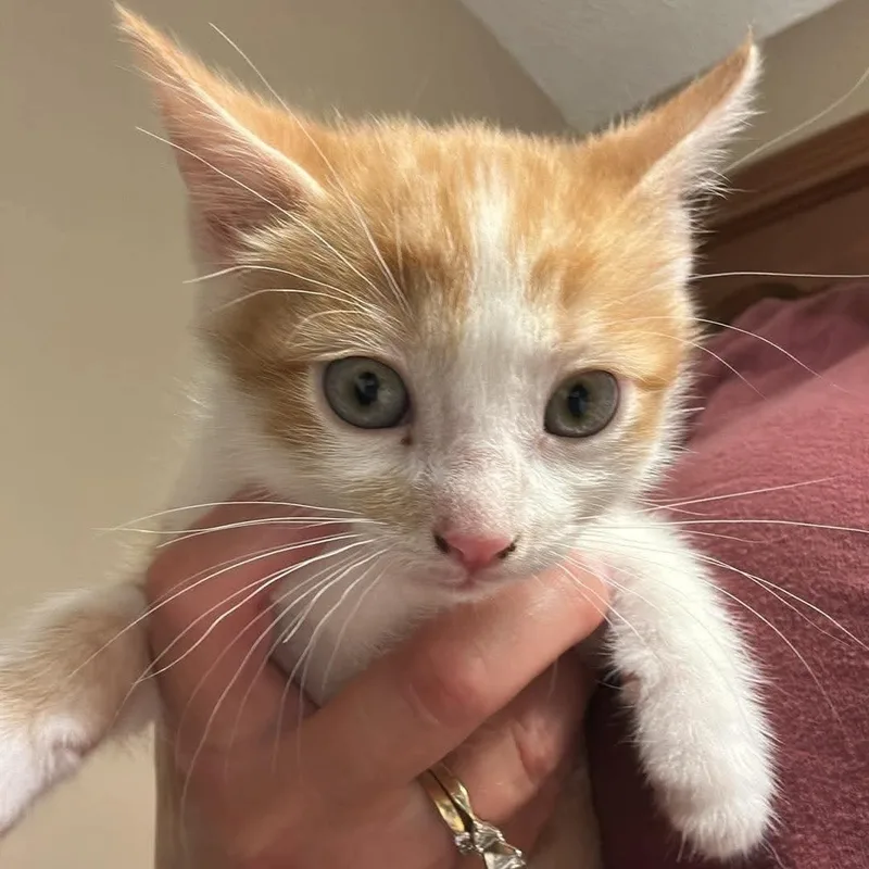 A baby small-sized male American Shorthair cat named Garnet for adoption in Danbury, CT