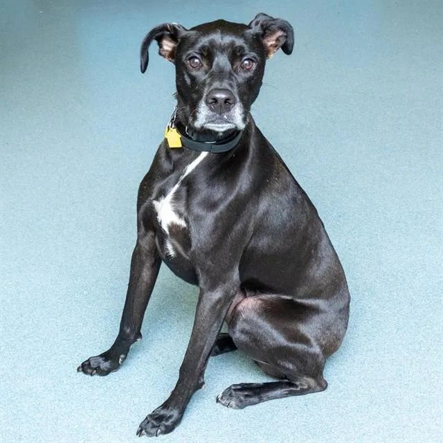 A young medium-sized male Labrador Retriever dog named Oliver for adoption in St. Louis, MO