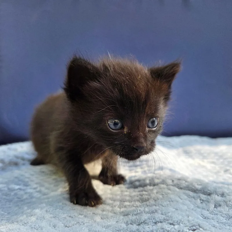 A baby small-sized female Domestic Short Hair cat named Laurel for adoption in Allyn, WA