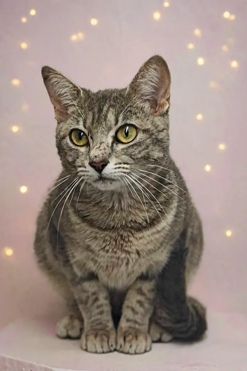 A young small-sized female Domestic Short Hair cat named Azalea for adoption in Talladega, AL