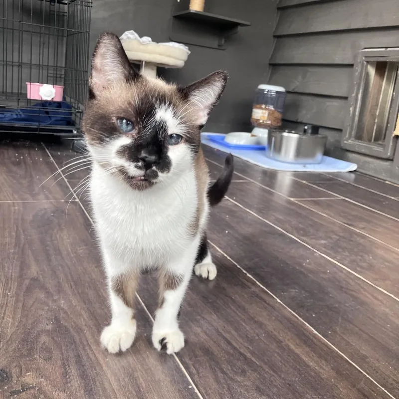 A senior medium-sized male Brown / Chocolate Siamese cat named Fuzz Lightyear for adoption in Freeport, FL