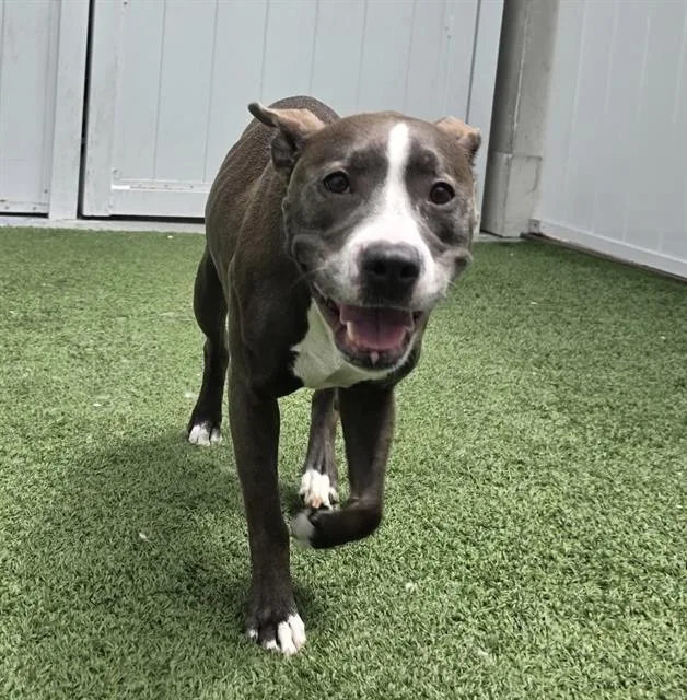 An adult medium-sized female Mixed Breed dog named Lillie for adoption in Palmetto, FL