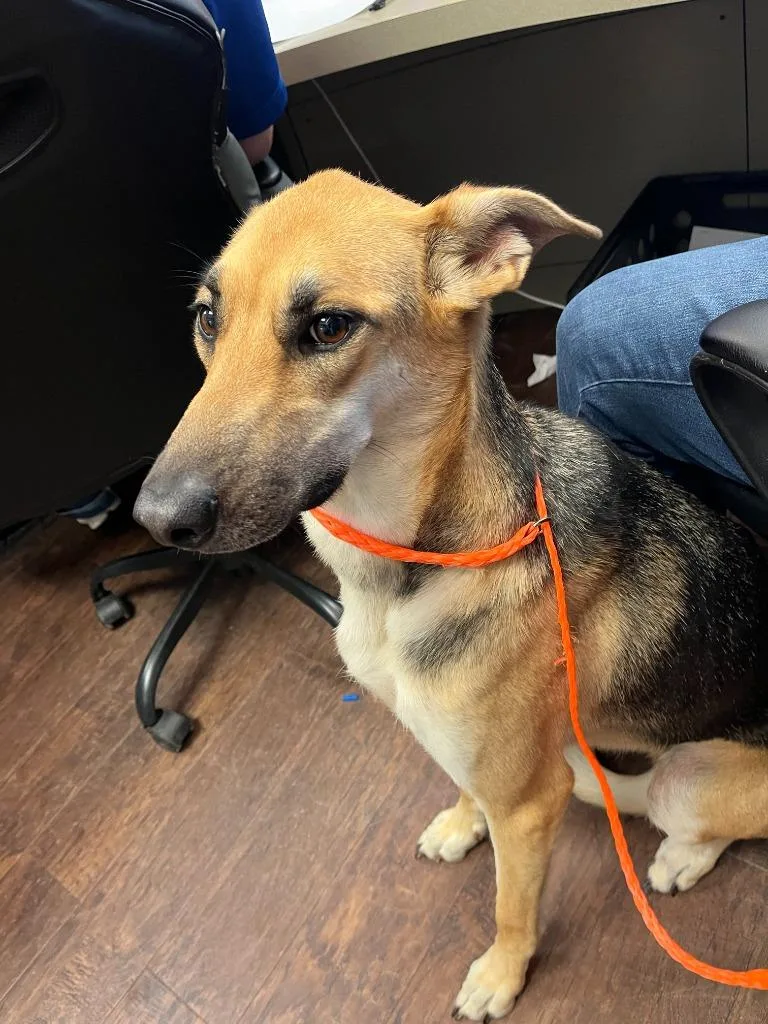 An adult large-sized female German Shepherd Dog dog named Dog Kennel Zara for adoption in Greenville, TX