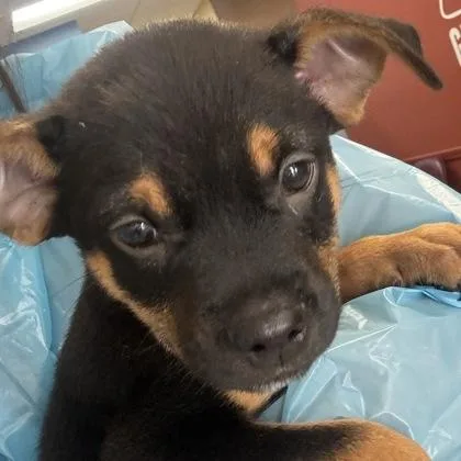 A baby small-sized male Chihuahua dog named Phillip for adoption in Merriam, KS