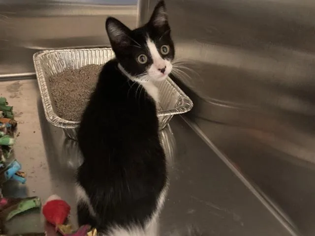 A baby small-sized female Domestic Short Hair cat named Willow for adoption in Tustin, CA