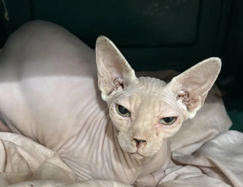 A young medium-sized female Sphynx / Hairless Cat cat named Tate for adoption in Palm City, FL
