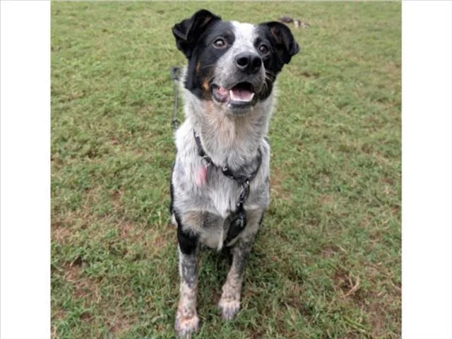 An adult medium-sized male Border Collie dog named Jojo for adoption in Chapel Hill, NC
