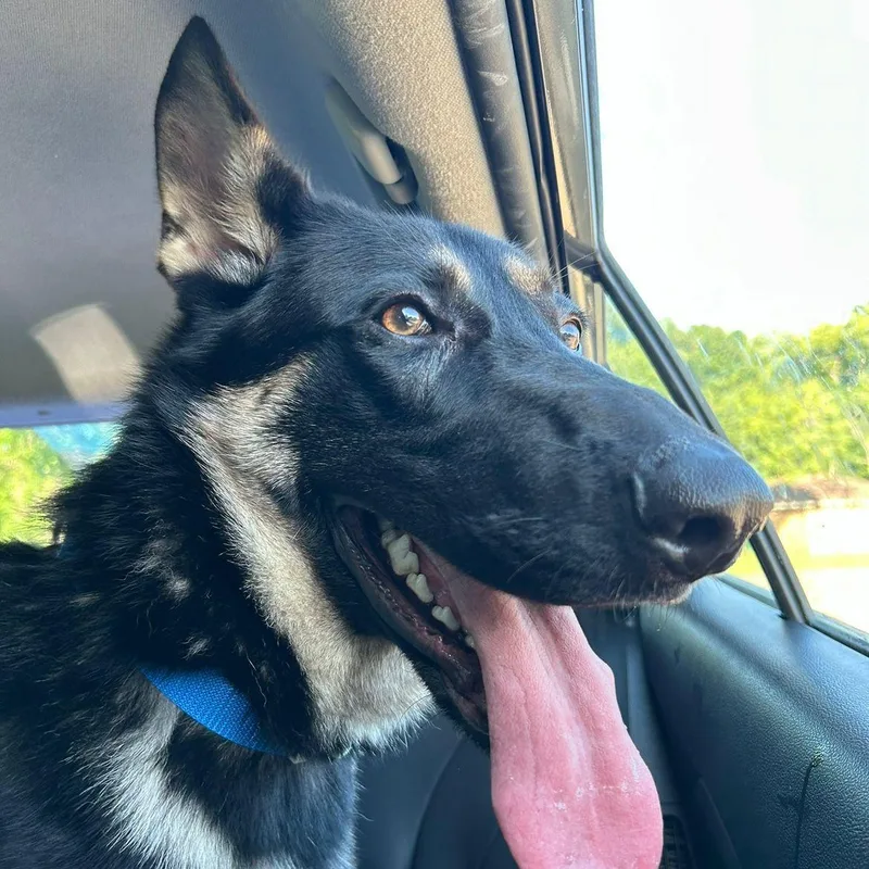 Bruno thumbnail 2