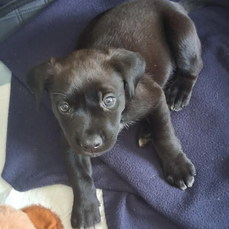 A baby small-sized male Black Mixed Breed dog named Toothless for adoption in Mebane, NC