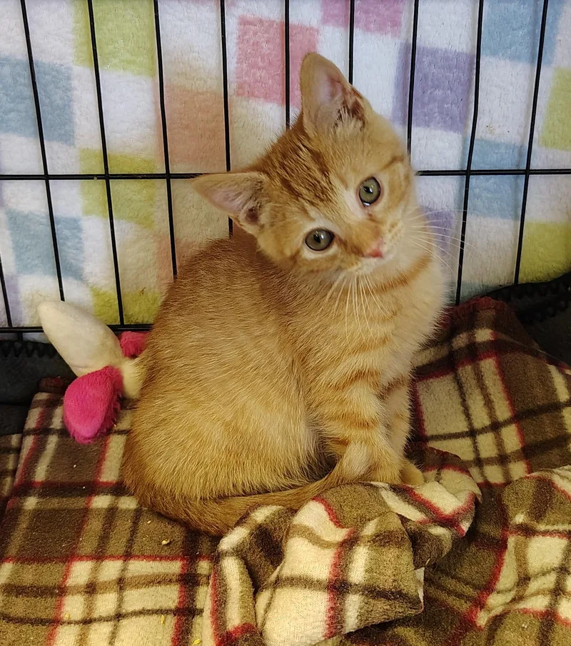 A baby small-sized male Orange & White Domestic Short Hair cat named Sanso for adoption in Indiana, PA