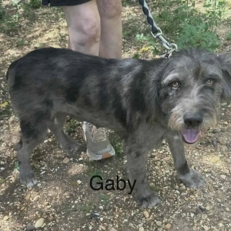 An adult medium-sized female Gray / Blue / Silver Mixed Breed dog named Gaby for adoption in Alexandria, VA
