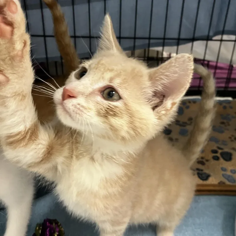 A baby small-sized male Buff / Tan / Fawn Domestic Short Hair cat named Pom for adoption in Wilmington, DE