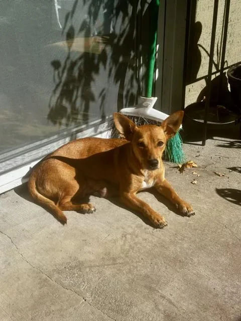 A young small-sized female Golden Dachshund dog named Mama June for adoption in Lafayette, CA