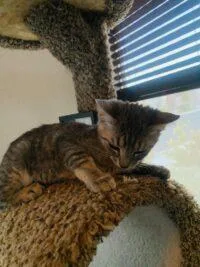 Sylvia thumbnail 2