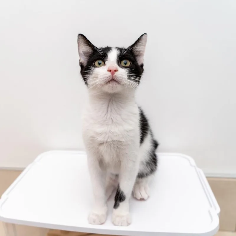 A baby small-sized male Black Domestic Short Hair cat named Jackie Chan for adoption in New York, NY