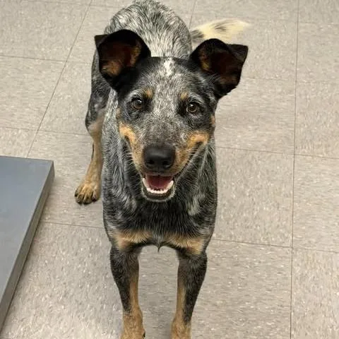A young medium-sized male Gray / Blue / Silver Australian Cattle Dog / Blue Heeler dog named Ruger for adoption in Bastrop, TX