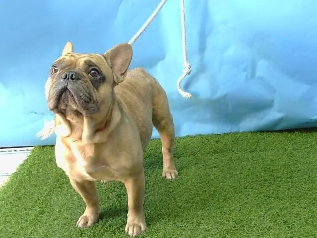 An adult medium-sized male French Bulldog dog named French Toast for adoption in Gardena, CA