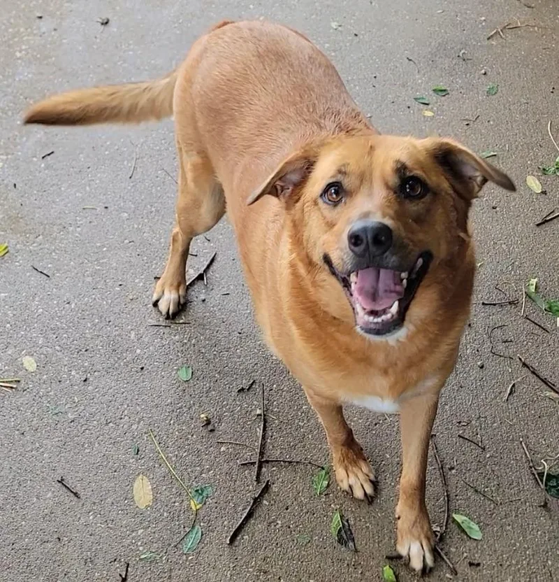 A young large-sized female Labrador Retriever dog named Brandy for adoption in Mount Sterling, KY