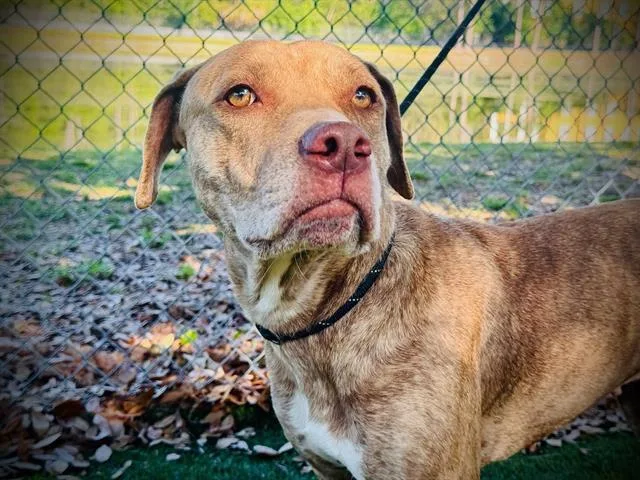 An adult medium-sized female Pit Bull Terrier dog named Sophie for adoption in Orlando, FL