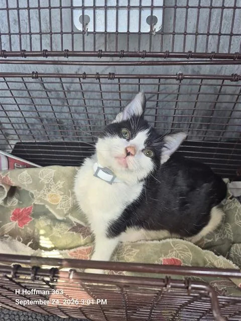 A baby small-sized female Domestic Short Hair cat named Oreo for adoption in San Antonio, TX