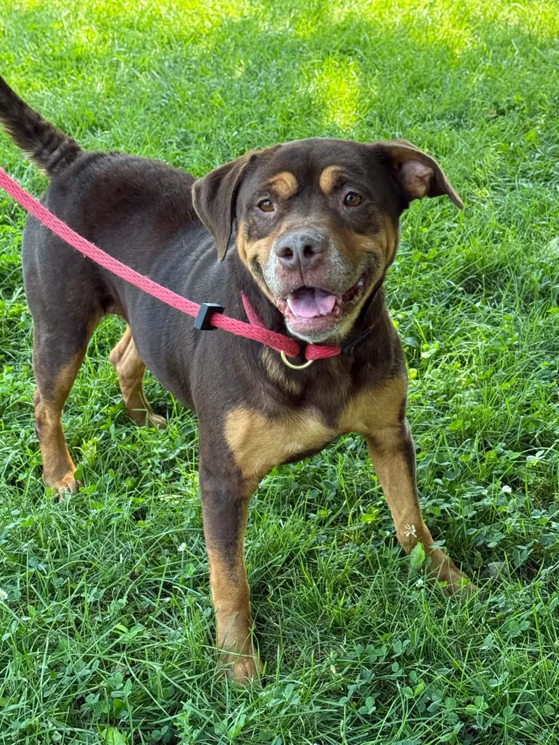 An adult medium-sized female Brown / Chocolate Rottweiler dog named Oma for adoption in Springfield, IL