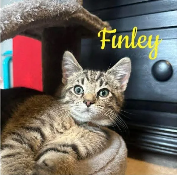 Finley thumbnail 6