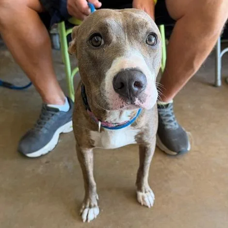 A young medium-sized female Brown / Chocolate Pit Bull Terrier dog named Ada for adoption in Denison, TX
