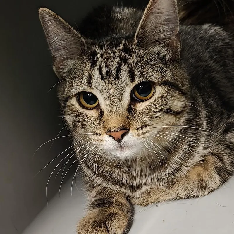 A baby small-sized female Brown / Chocolate Domestic Short Hair cat named Beyonce for adoption in Allentown, PA