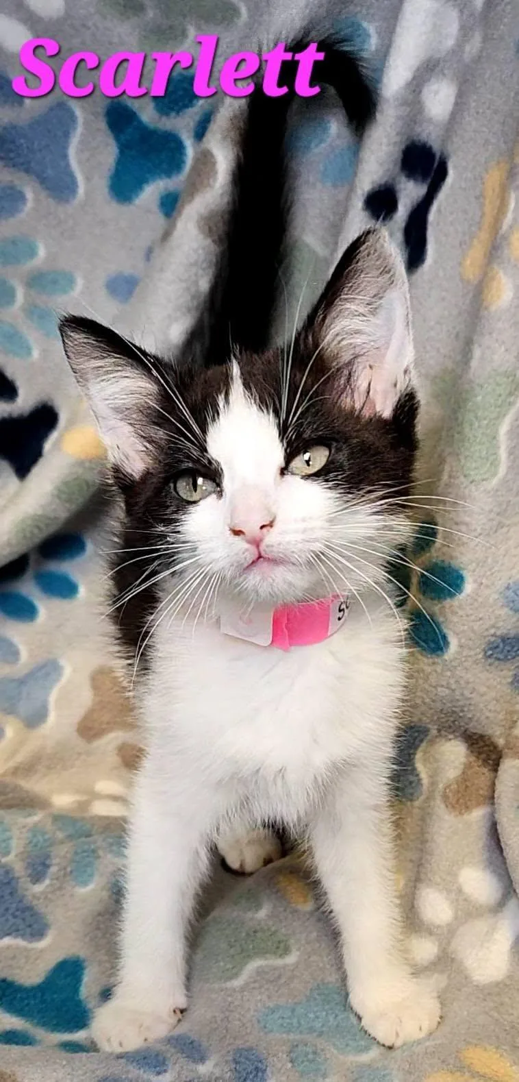 A young medium-sized female Black & White / Tuxedo Domestic Short Hair cat named Scarlett for adoption in Macon, GA