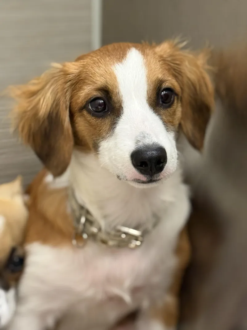 A baby small-sized male Sable Dachshund (Long Haired) dog named Little Bear for adoption in Los Alamitos, CA