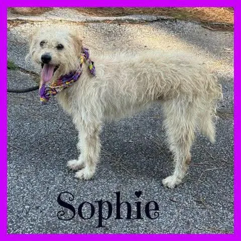 Sophie