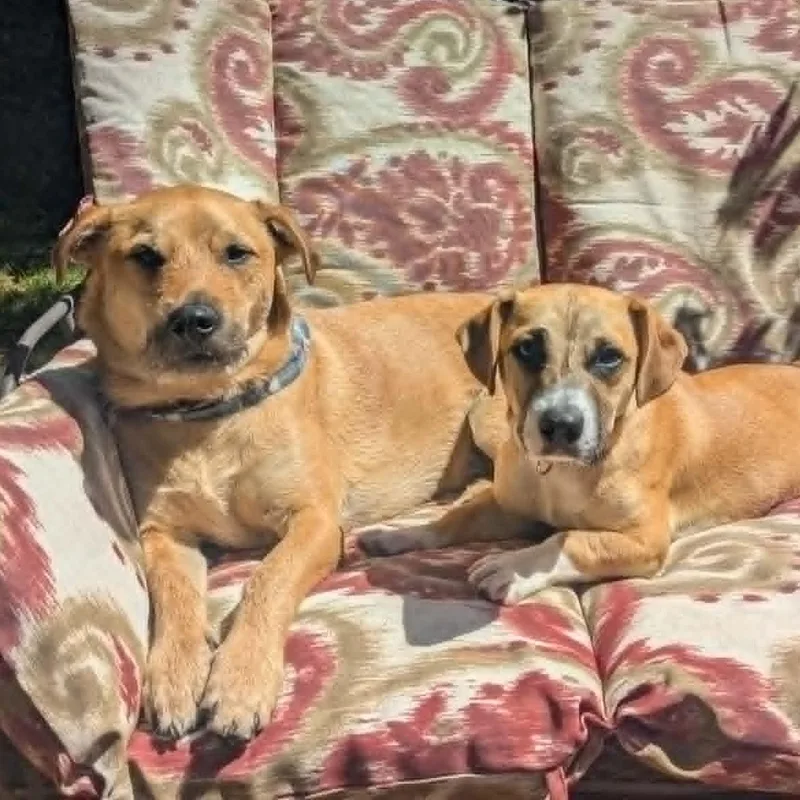 A young small-sized female Golden Dachshund dog named Libby for adoption in Silvana, WA