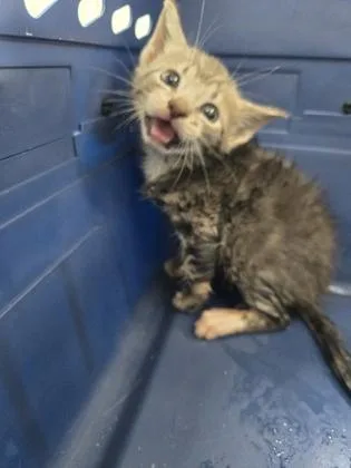 A baby small-sized female Domestic Short Hair cat named Dumpling for adoption in Cumming, GA
