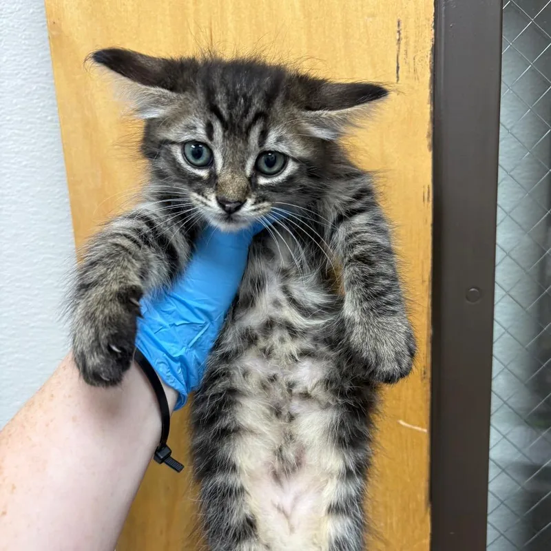 A baby small-sized male Gray / Blue / Silver Domestic Short Hair cat named Eugene for adoption in Columbiana, AL