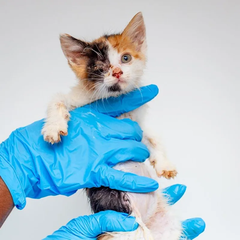 A baby small-sized female Orange / Red Domestic Short Hair cat named Prue for adoption in Hattiesburg, MS