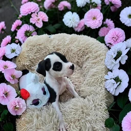 A baby medium-sized female Black Pit Bull Terrier dog named Diana for adoption in Fort Worth, TX
