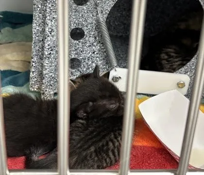 A baby small-sized female Domestic Short Hair cat named Turk for adoption in Cumming, GA